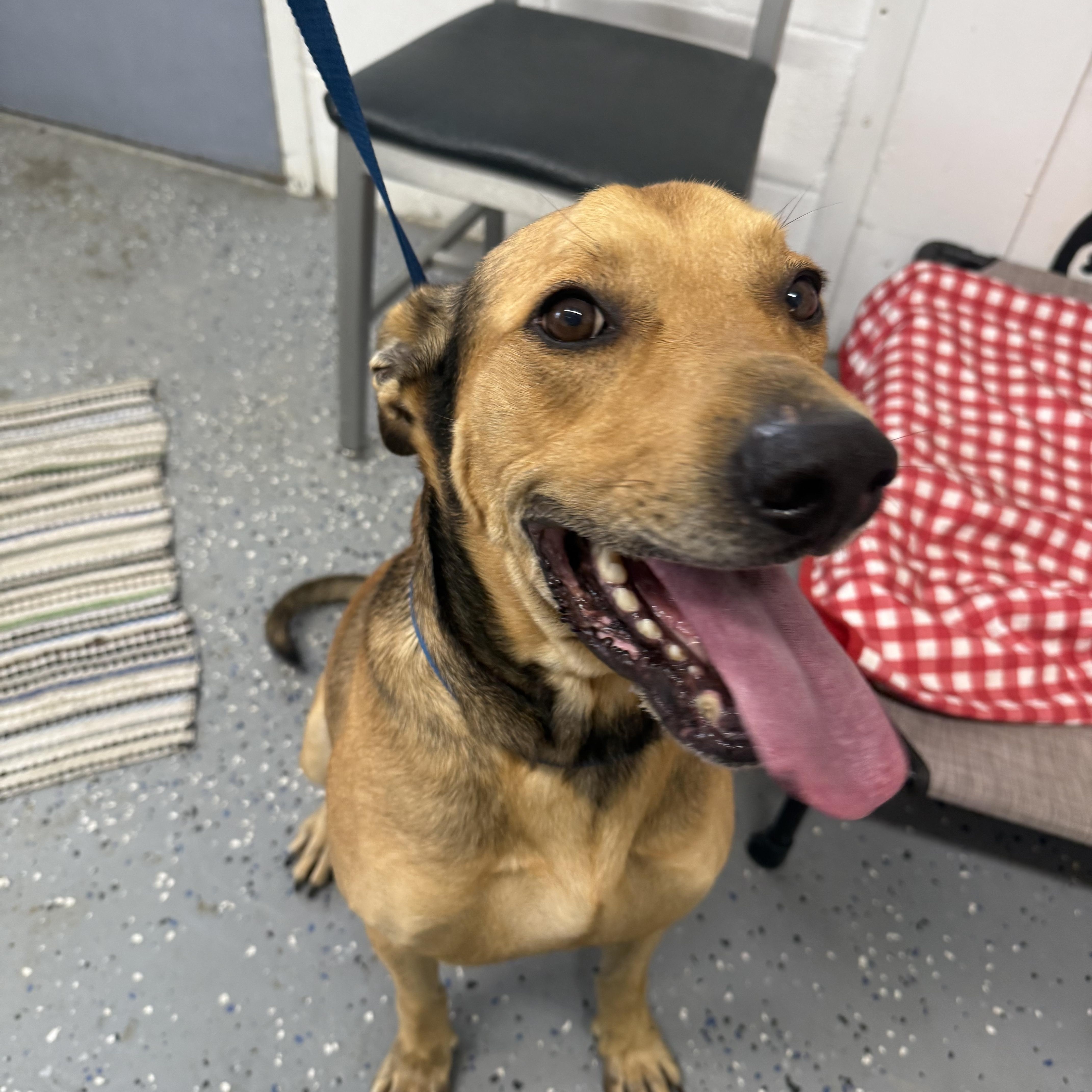 Enlarge Chestnut, a Adoptable mixed breed in Lewisburg, TN image 2/3