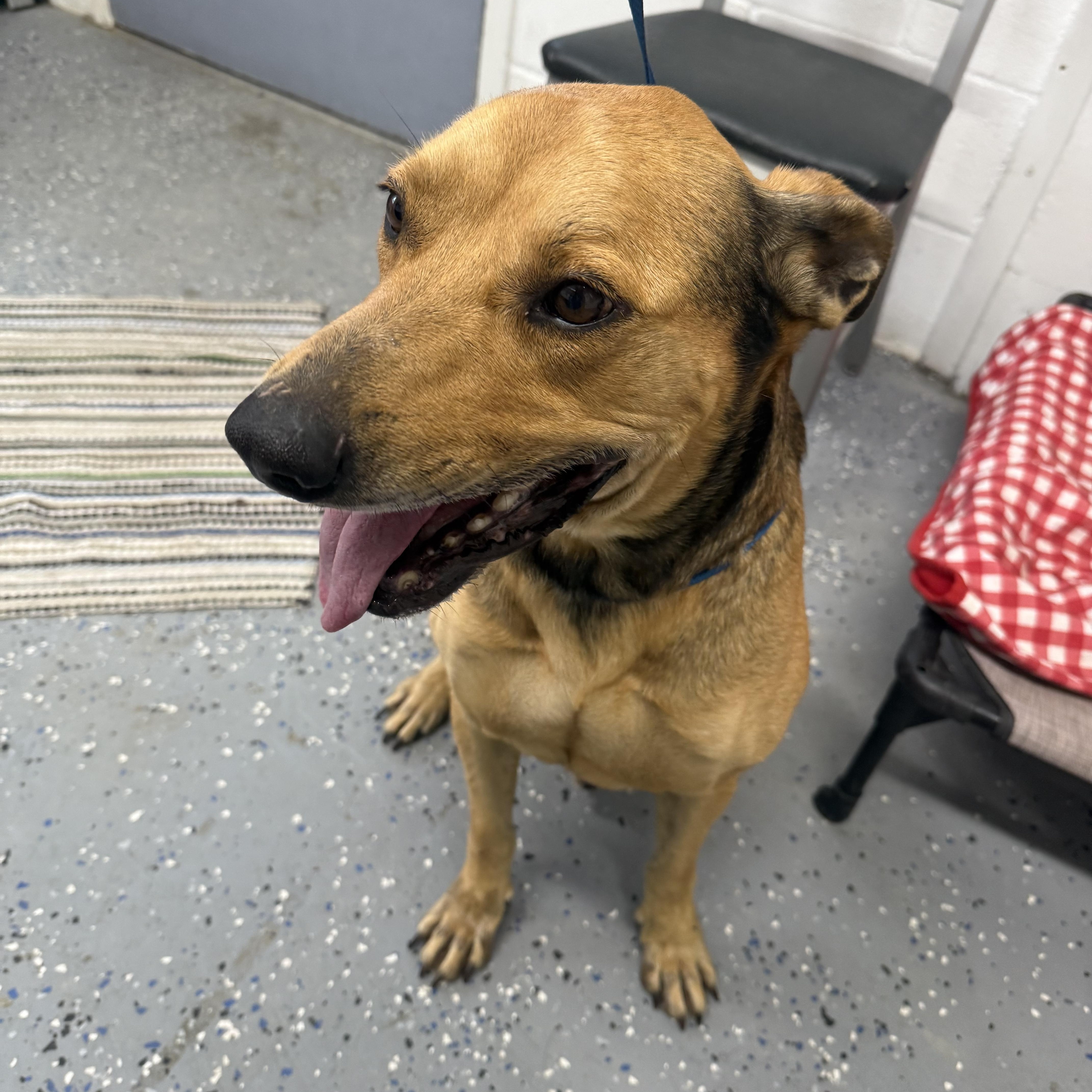 Enlarge Chestnut, a Adoptable mixed breed in Lewisburg, TN image 3/3