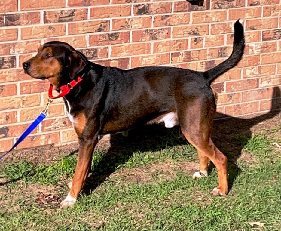 Enlarge CHESTER, a Adoptable mixed breed in Carrollton, TX image 2/3