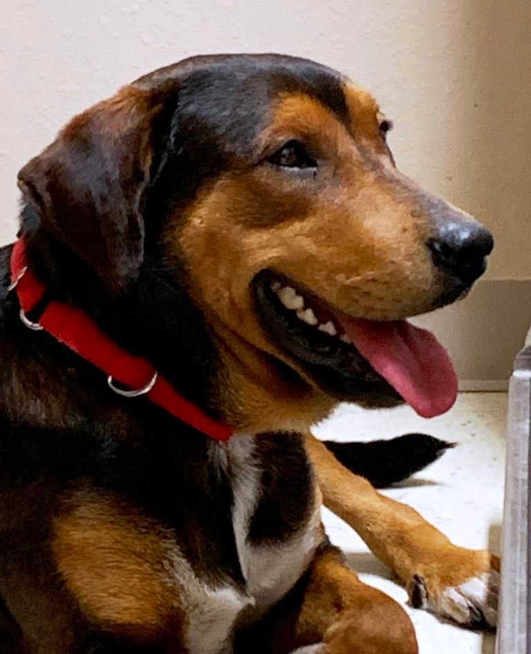 Enlarge CHESTER, a Adoptable mixed breed in Carrollton, TX image 1/3