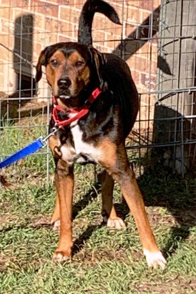 Enlarge CHESTER, a Adoptable mixed breed in Carrollton, TX image 3/3