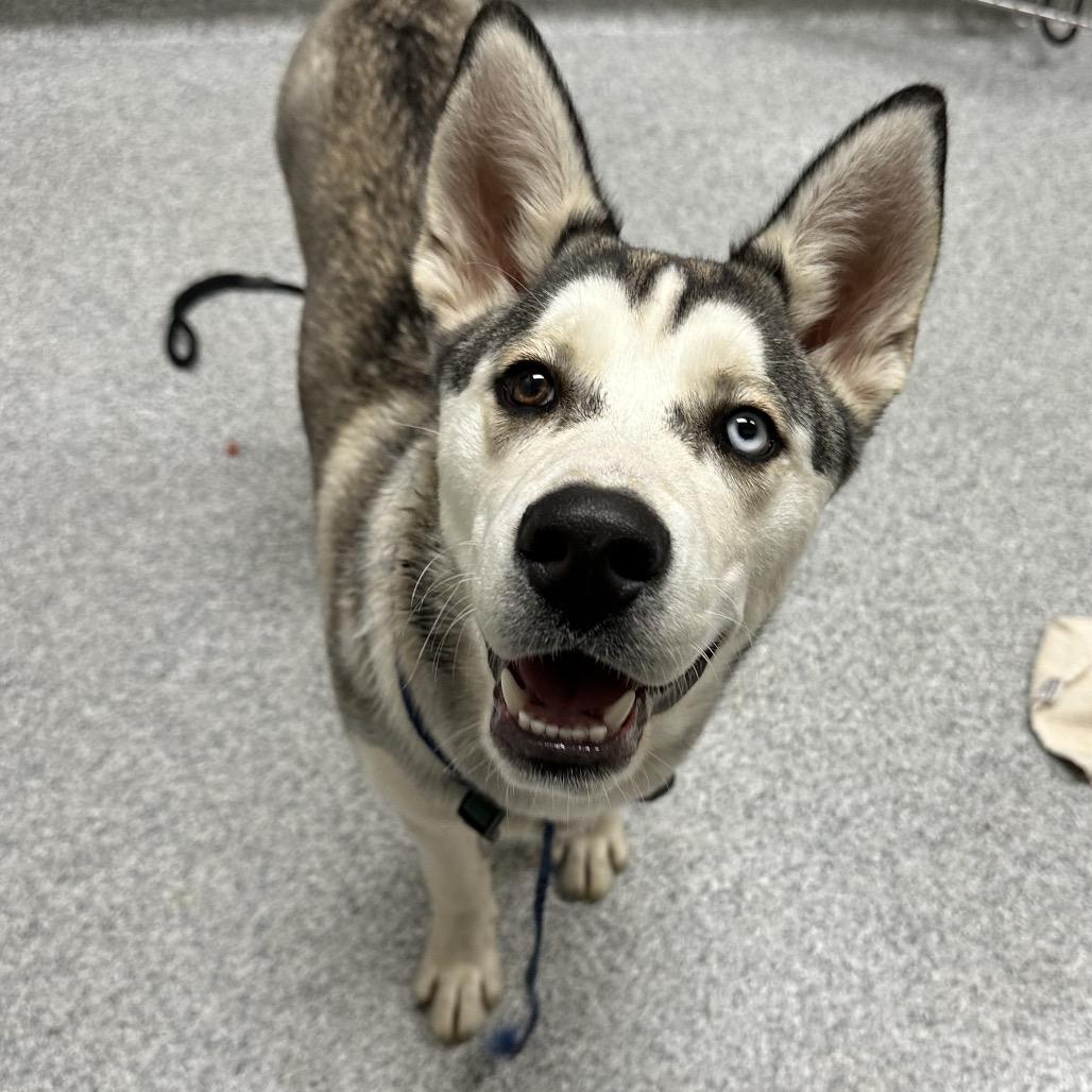 Ringo, Adoptable, Young Male Husky.