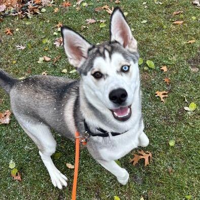 Ringo, Adoptable, Young Male Husky.