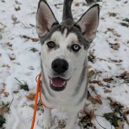 Enlarge Ringo, a Adoptable Husky in Grand Rapids, MI image 2/3