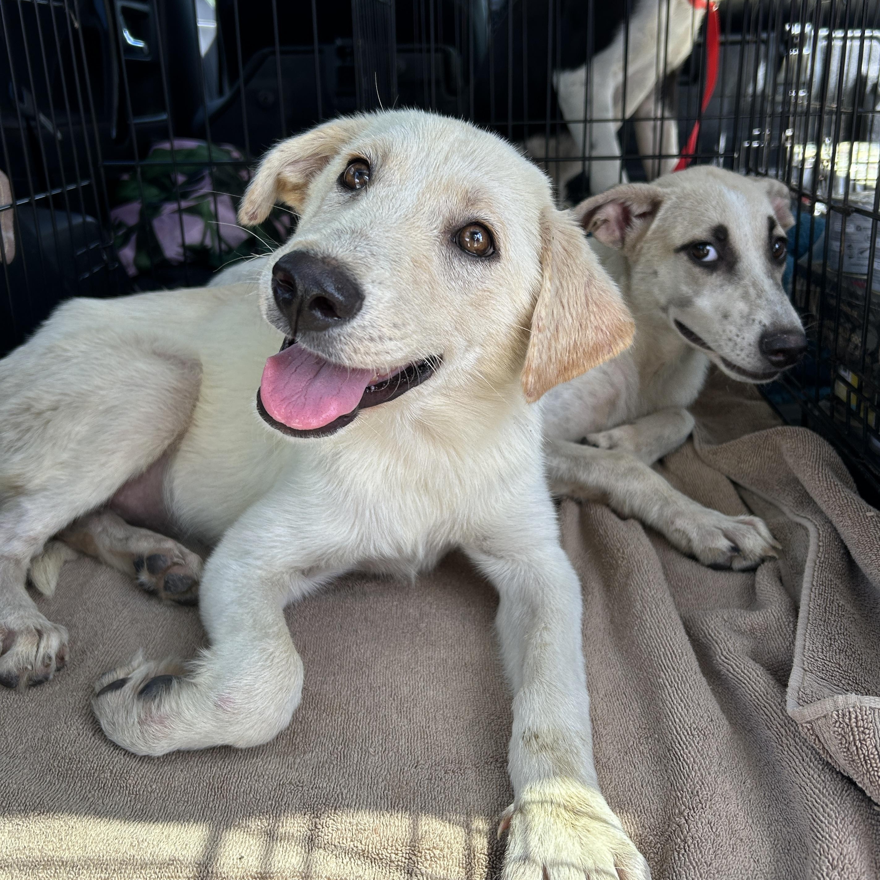 Delilah, Baby Female Golden Retriever