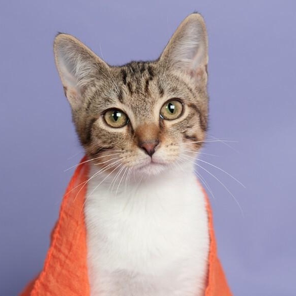 Nym Bard — thumbnail 3