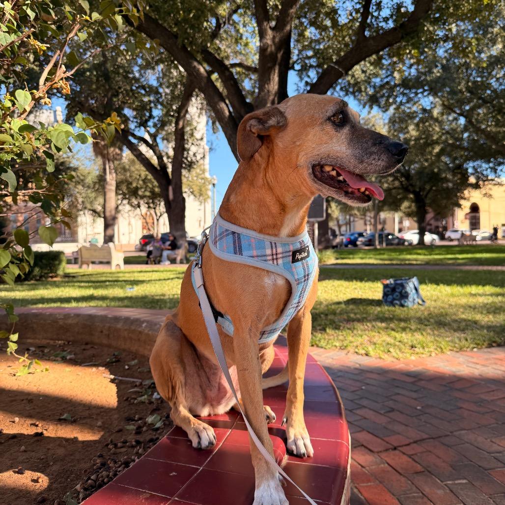 Foxy, a Adoptable mixed breed in Laredo, TX image 2/6