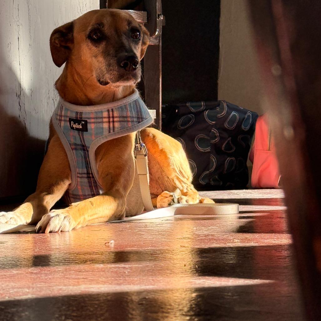 Enlarge Foxy, a Adoptable mixed breed in Laredo, TX image 2/6