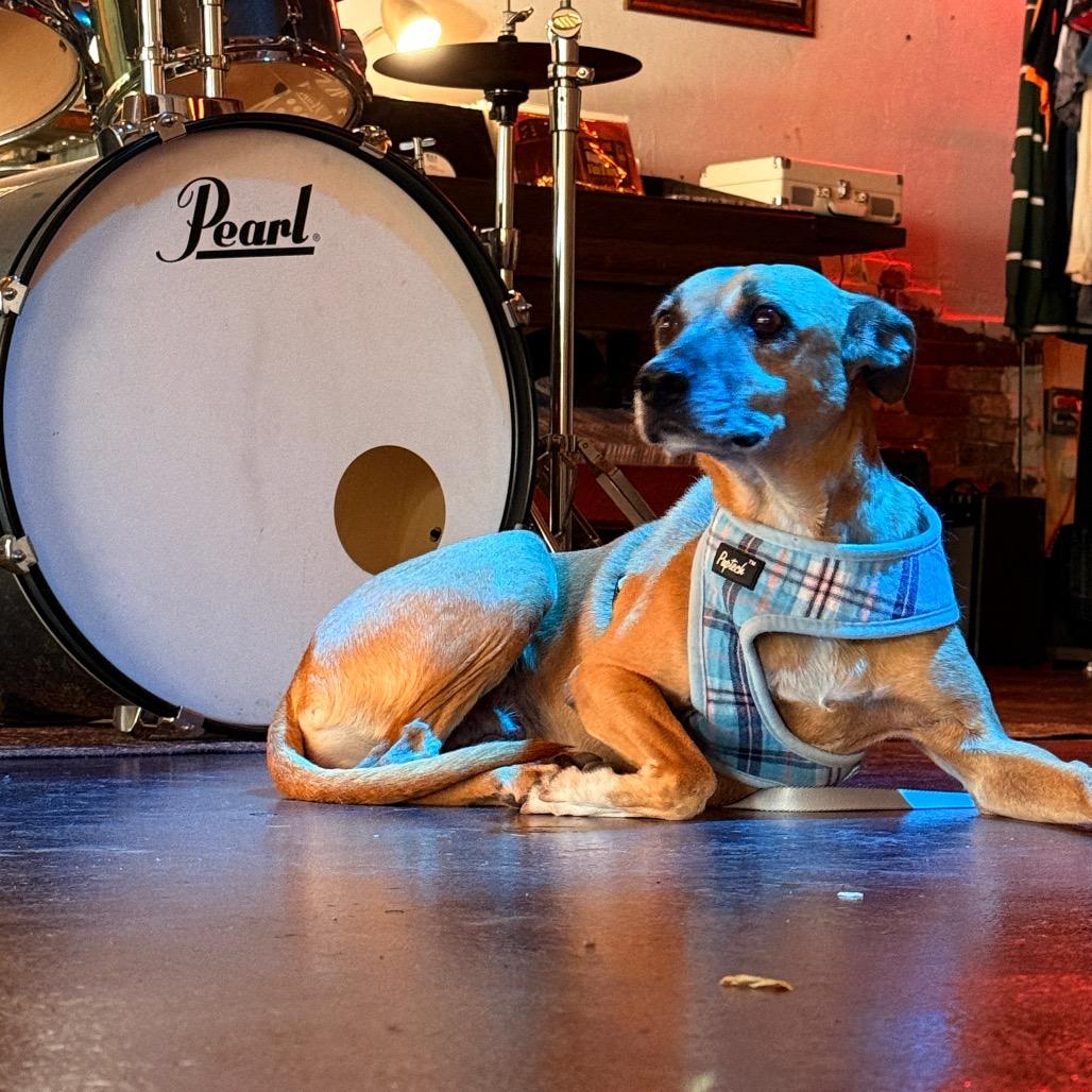 Enlarge Foxy, a Adoptable mixed breed in Laredo, TX image 3/6