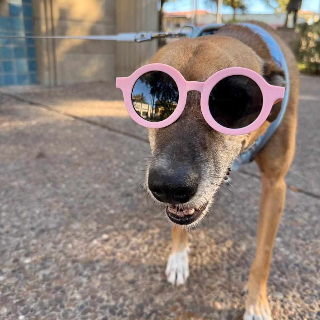 Enlarge Foxy, a Adoptable mixed breed in Laredo, TX image 4/6