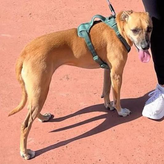 Foxy, a Adoptable mixed breed in Laredo, TX image 4/6