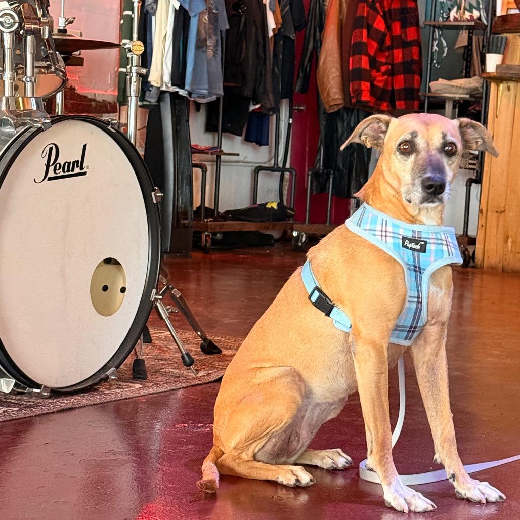 Enlarge Foxy, a Adoptable mixed breed in Laredo, TX image 5/6