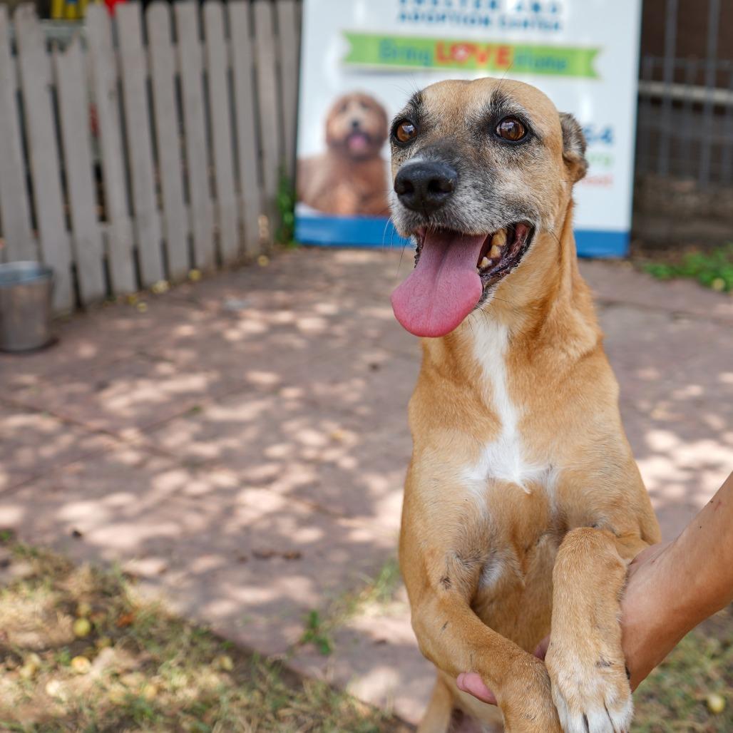 Foxy, a Adoptable mixed breed in Laredo, TX image 6/6