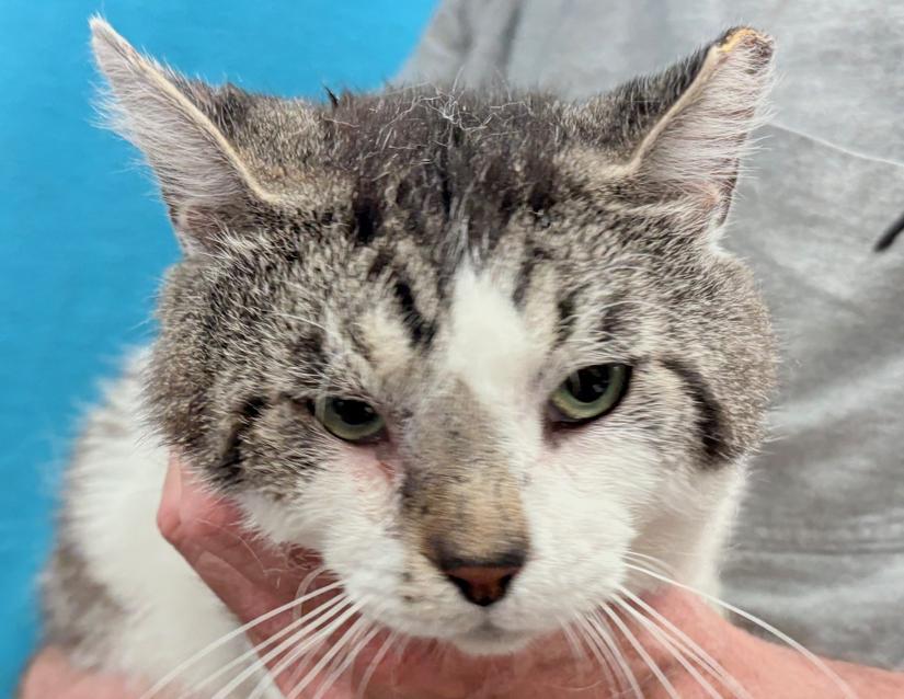 Meow Meow (FIV +)