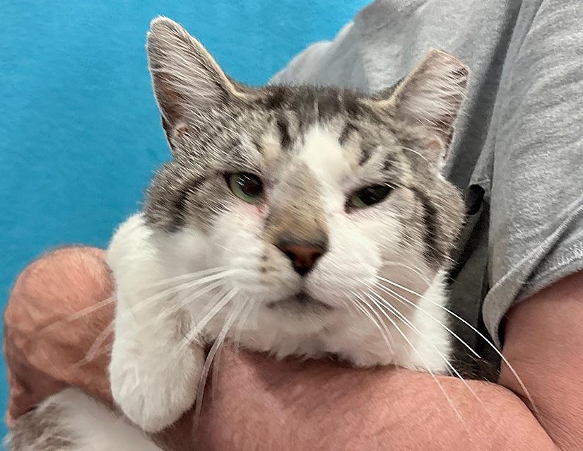 Meow Meow (FIV +)