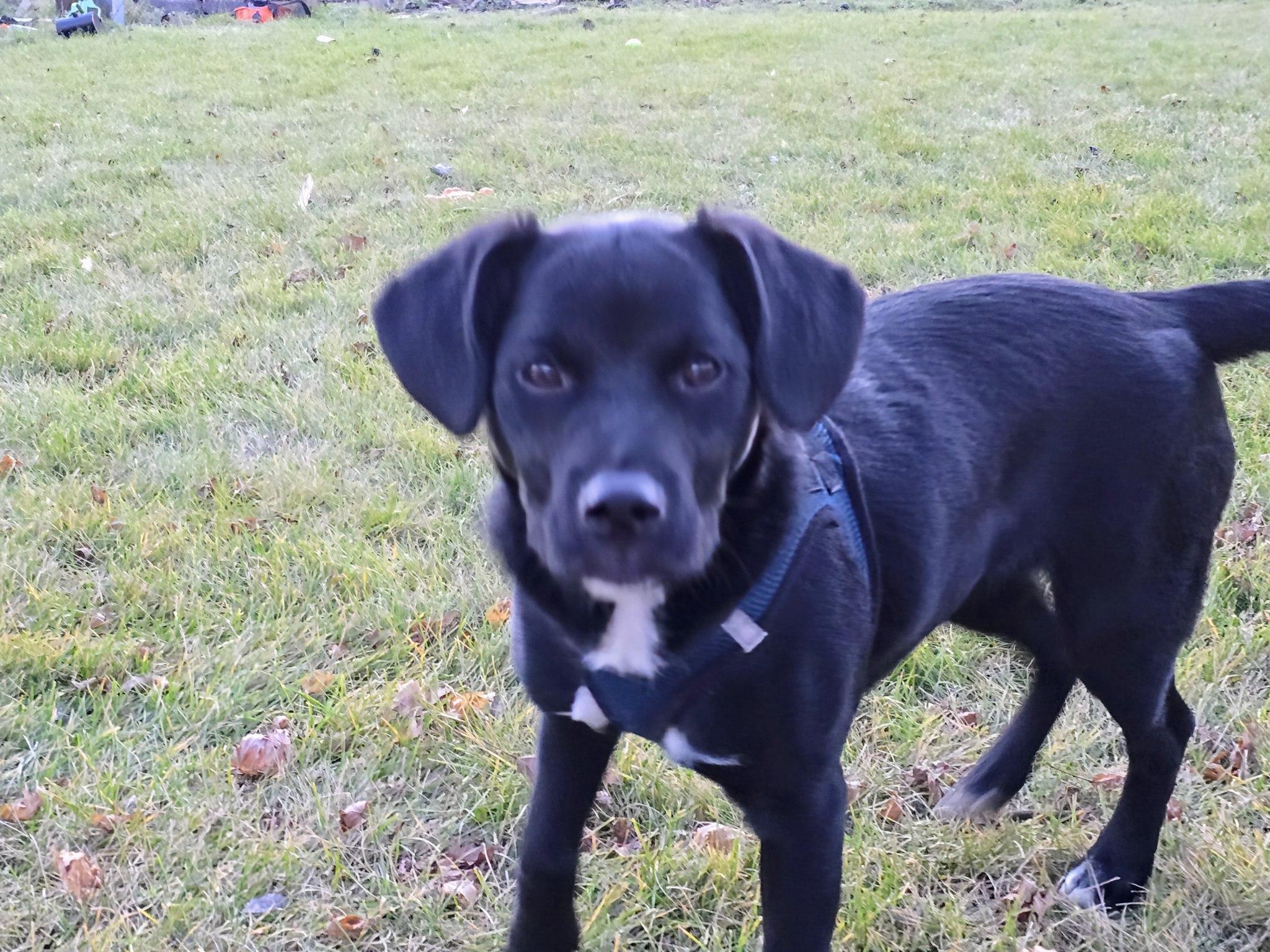 Enlarge Tyson, a Adoptable mixed breed in Jamestown, ND image 3/3