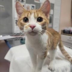 Enlarge Areca, an adopted Tabby in Green Valley, AZ image 3/4