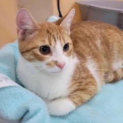 Enlarge Areca, an adopted Tabby in Green Valley, AZ image 2/4