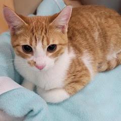 Areca, adopted, Kitten Male Tabby.