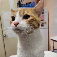 Enlarge Areca, an adopted Tabby in Green Valley, AZ image 4/4