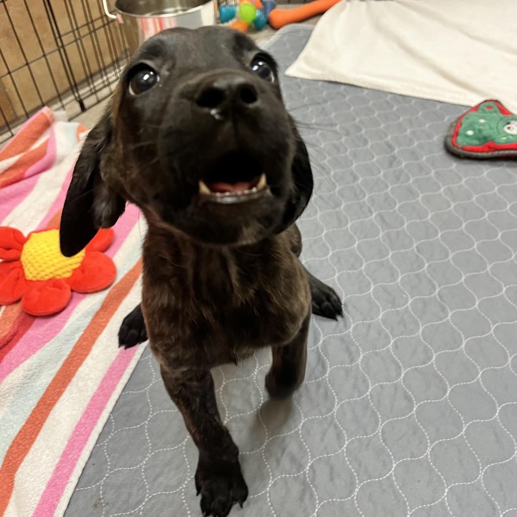 Enlarge Noelle 54625, a Adoptable mixed breed in Las Vegas, NV image 1/4