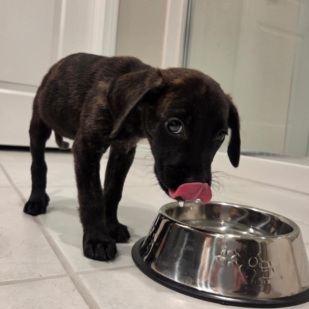 Noelle 54625, Adoptable, Puppy Female Cane Corso & Golden Retriever.