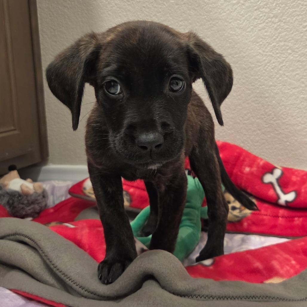 Enlarge Noelle 54625, a Adoptable mixed breed in Las Vegas, NV image 3/4
