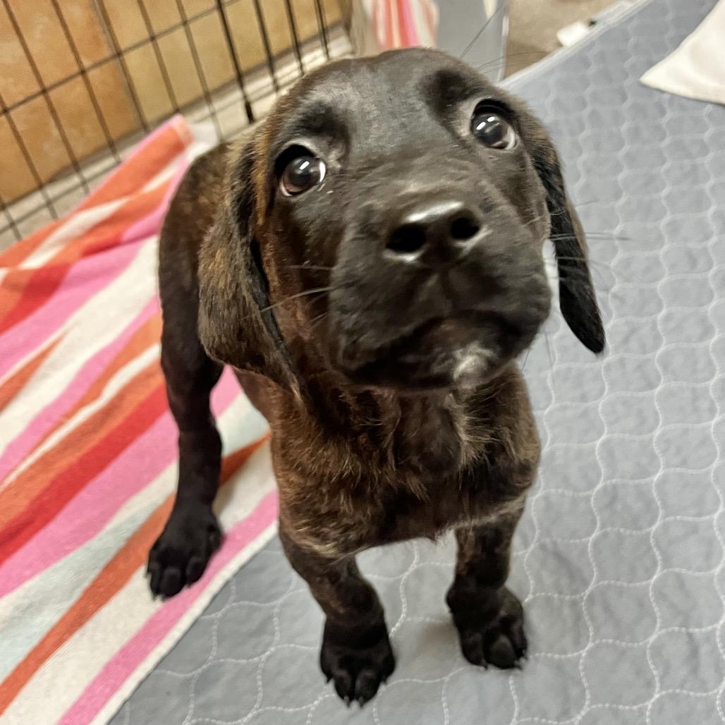 Enlarge Noelle 54625, a Adoptable mixed breed in Las Vegas, NV image 4/4