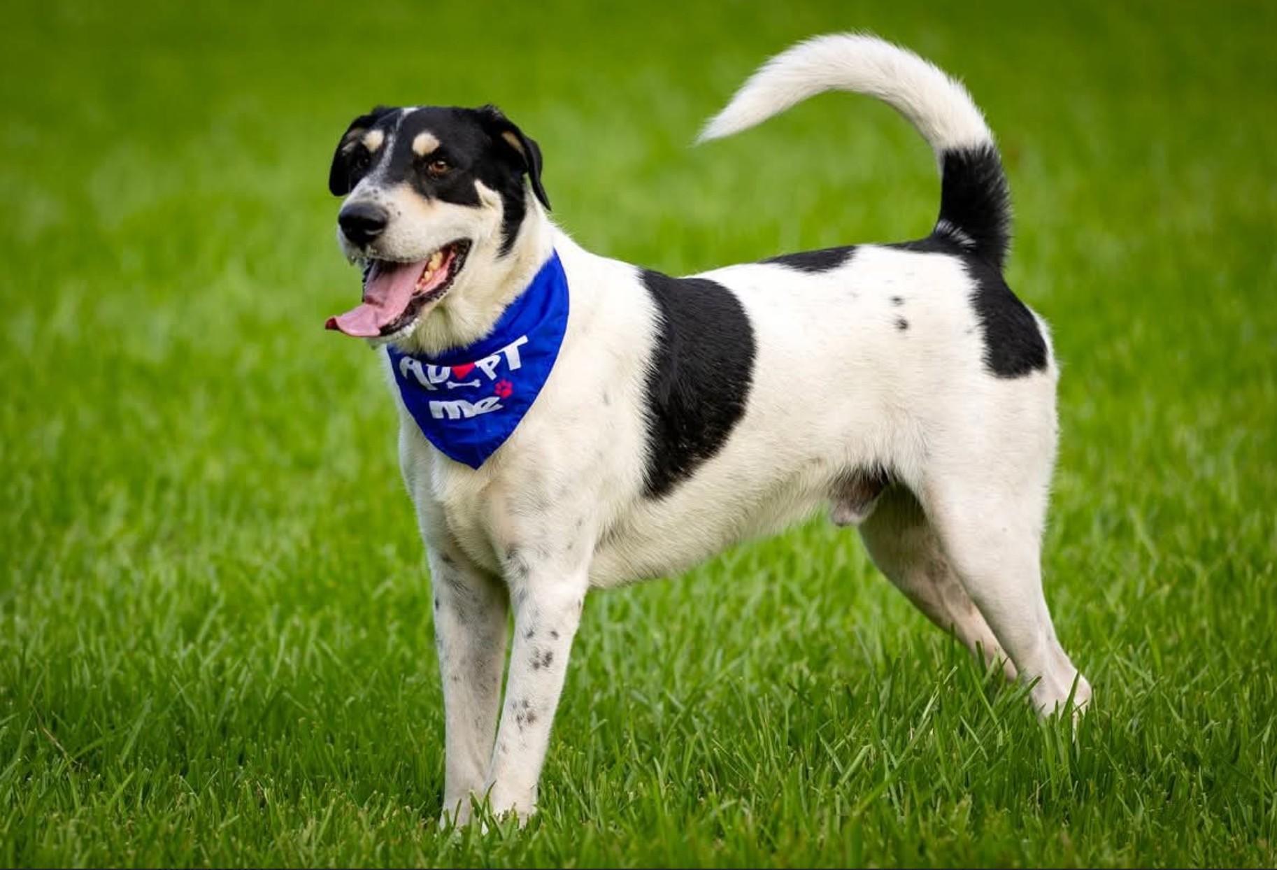 Shane, Adoptable, Young Male Hound.