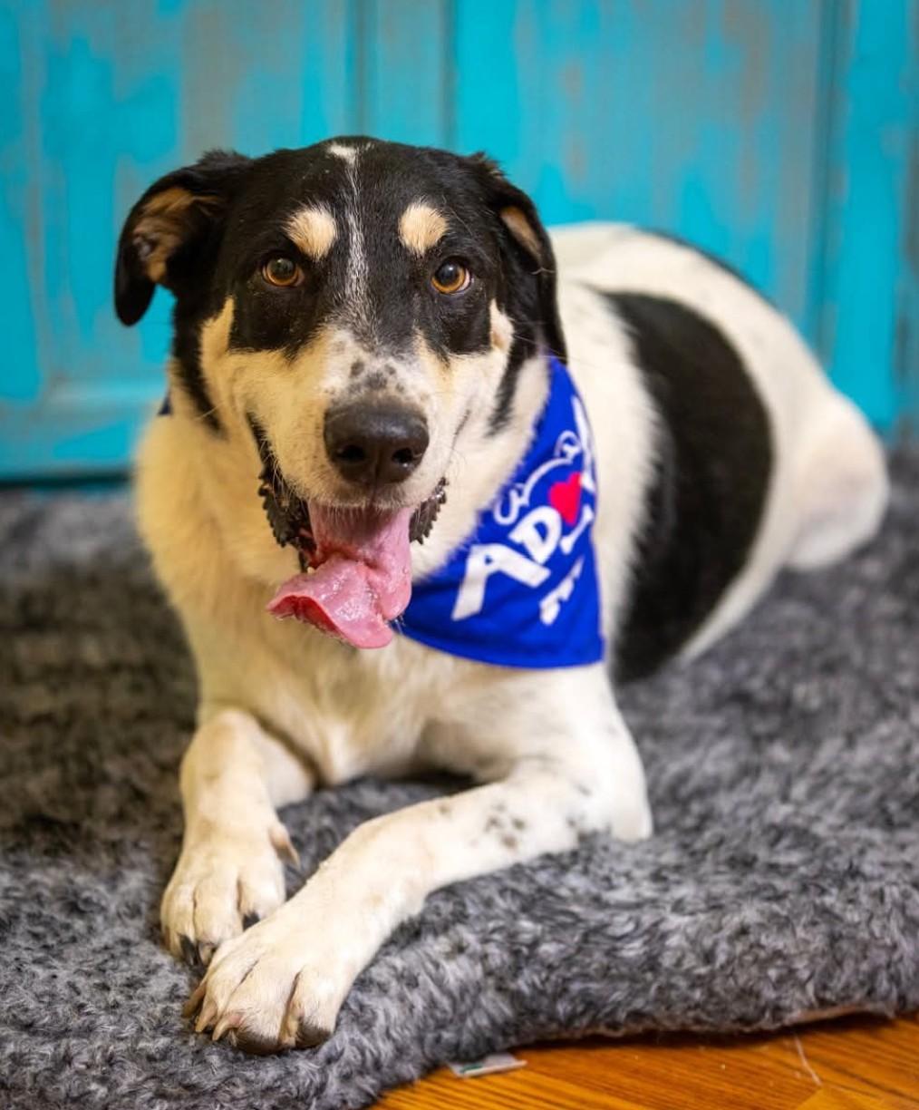 Shane, a Adoptable mixed breed in Cincinnati, OH image 3/6