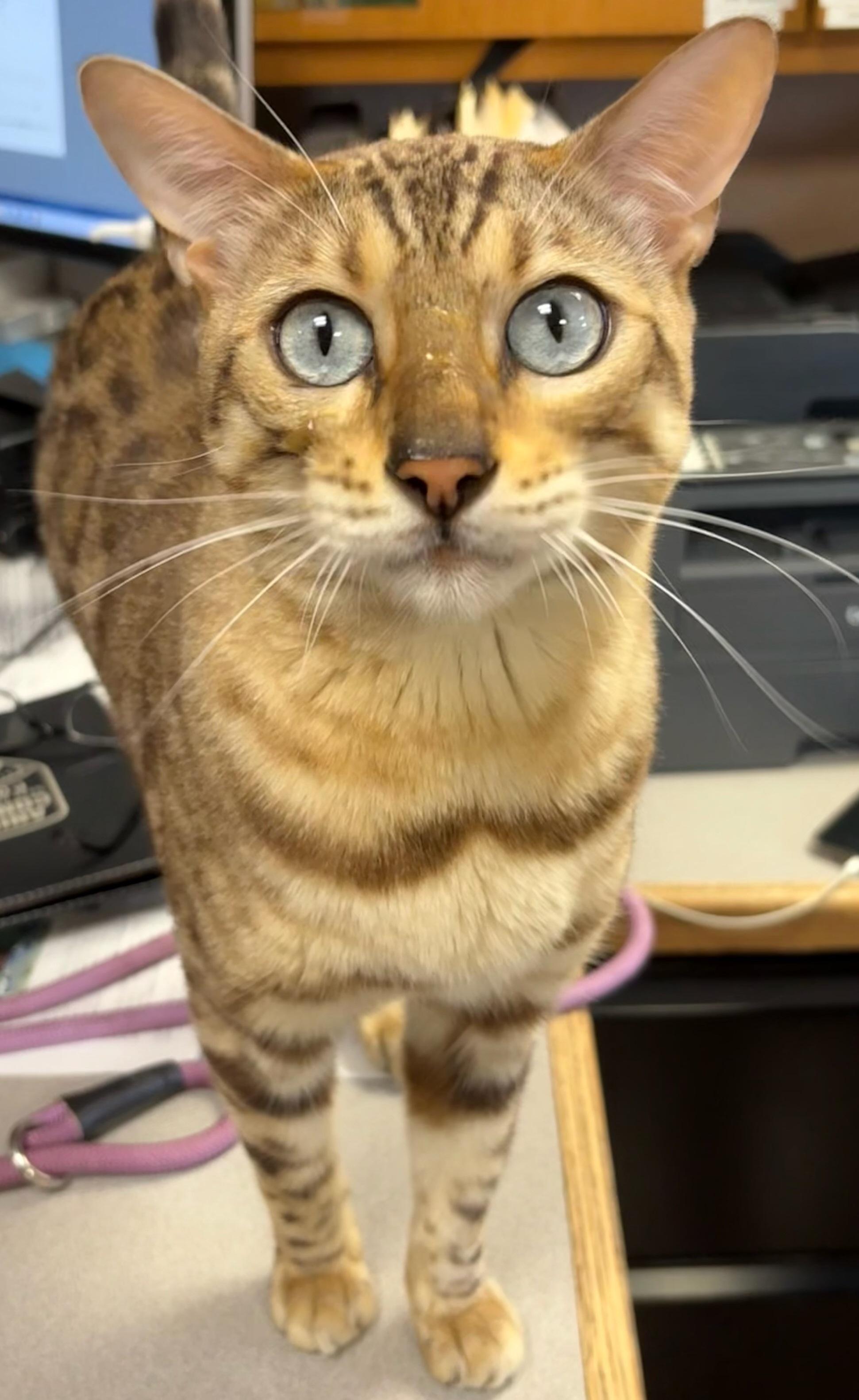 Ramses thumbnail 2