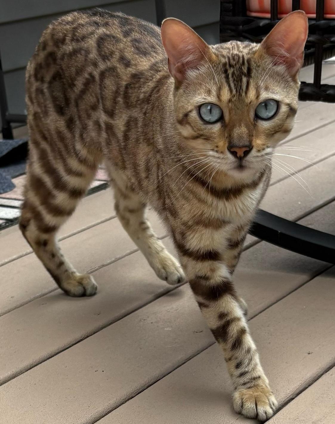Ramses