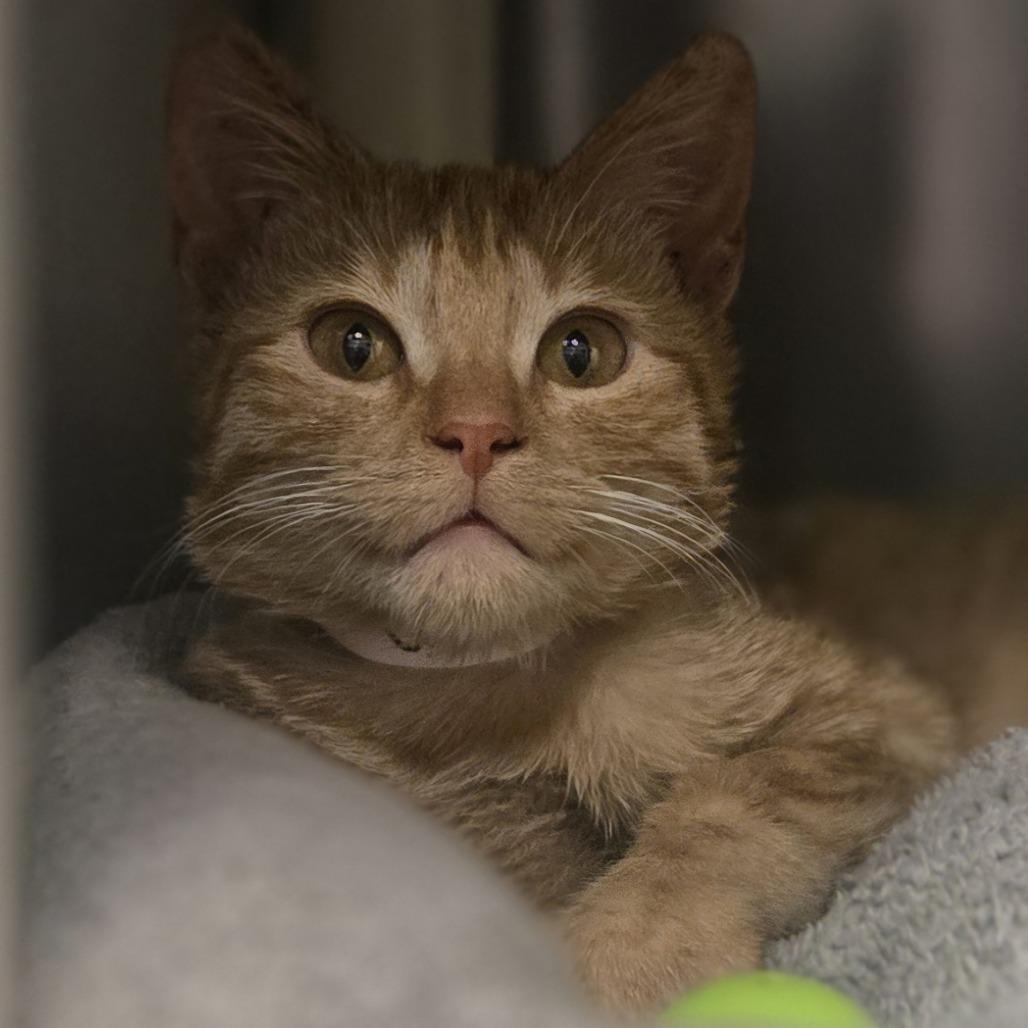 STRAY KITTEN "Crush", Adoptable, Kitten Female Domestic Short Hair.