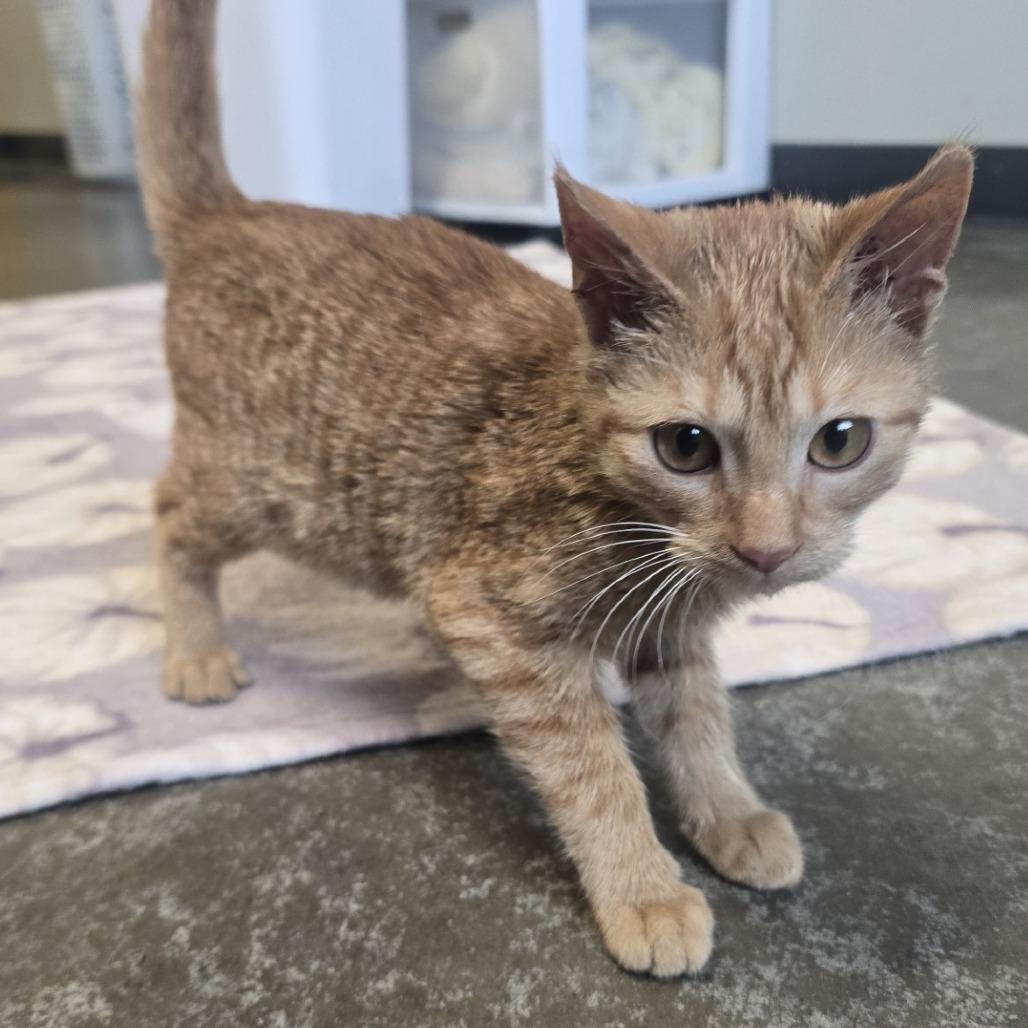 Enlarge STRAY KITTEN "Crush", a Adoptable Domestic Short Hair in Saint Cloud, MN image 2/2