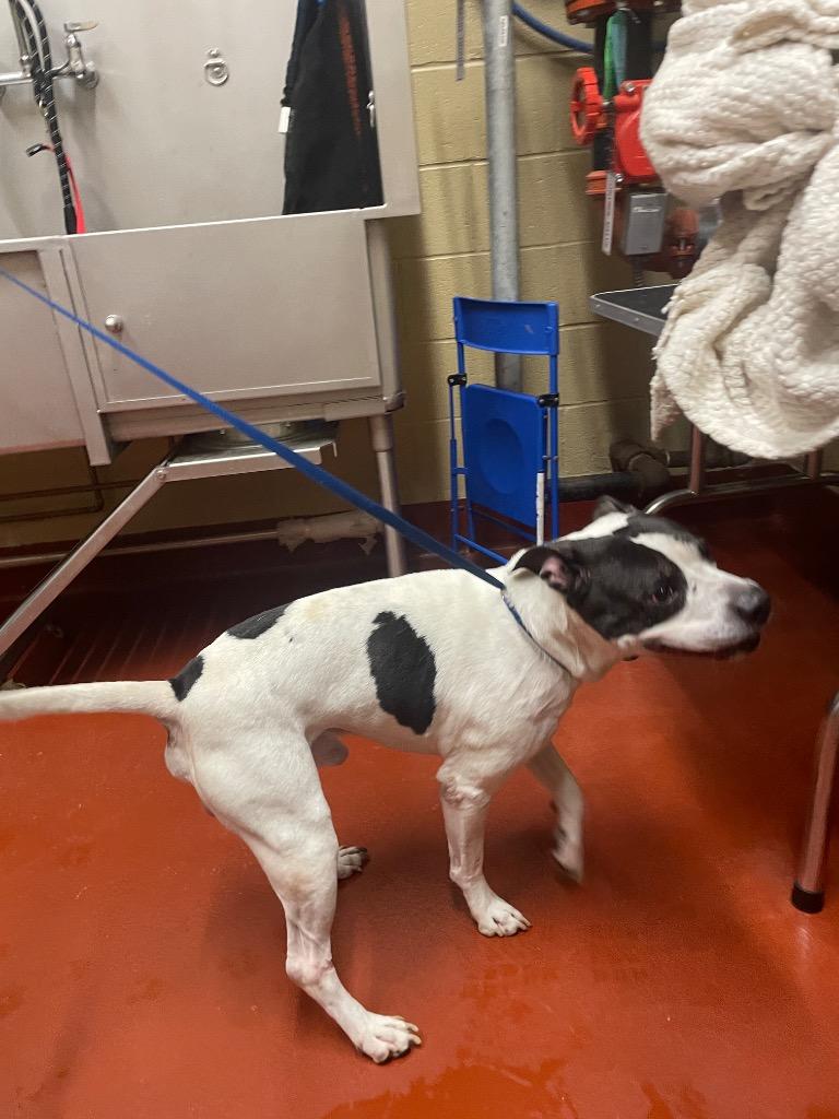 Spot, Adoptable, Adult Male Mixed Breed.