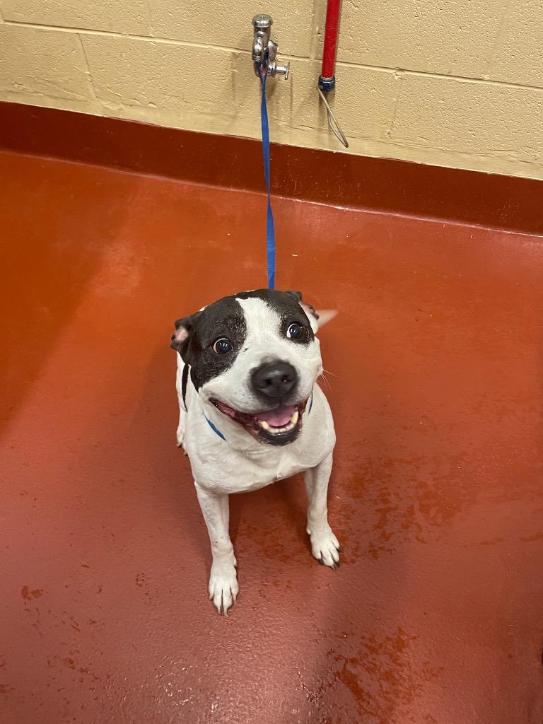 Enlarge Spot, a Adoptable mixed breed in Douglasville, GA image 2/6