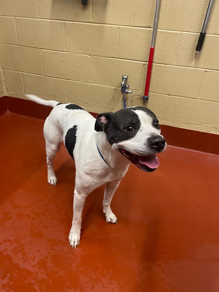 Enlarge Spot, a Adoptable mixed breed in Douglasville, GA image 3/6