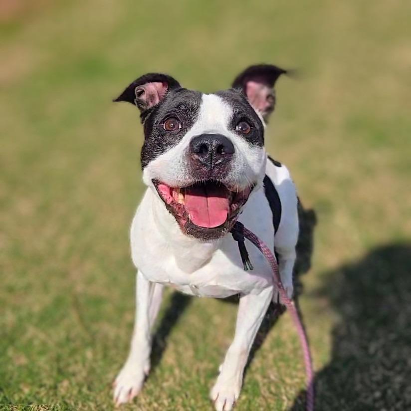 Enlarge Spot, a Adoptable mixed breed in Douglasville, GA image 4/6