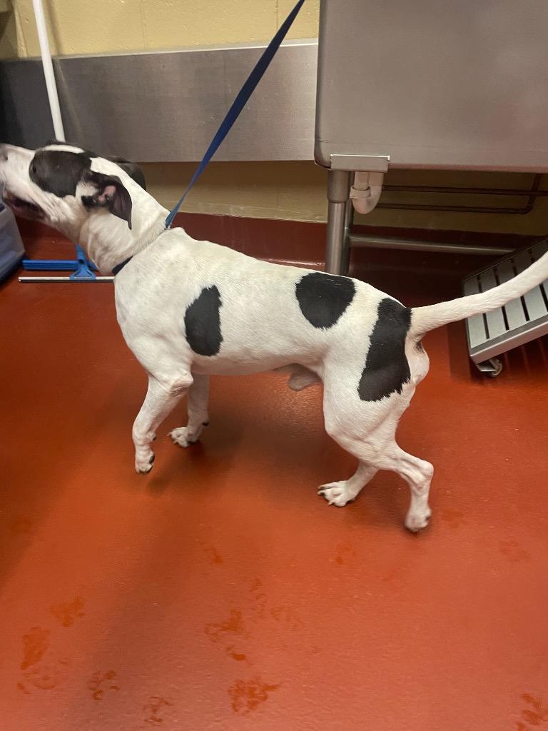 Enlarge Spot, a Adoptable mixed breed in Douglasville, GA image 5/6
