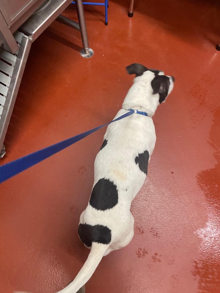 Enlarge Spot, a Adoptable mixed breed in Douglasville, GA image 6/6