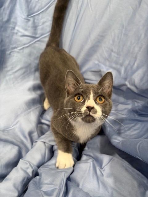 ROLLS, Adoptable, Kitten Male Domestic Short Hair.