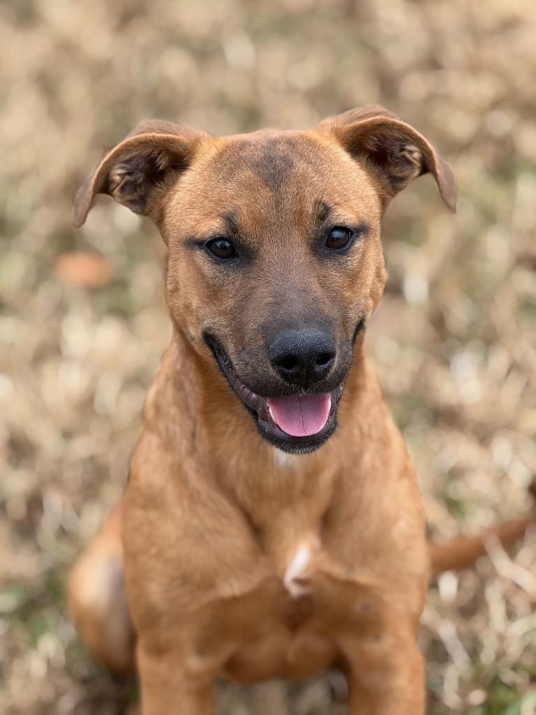 Bailee, Adoptable, Young Female Mixed Breed.