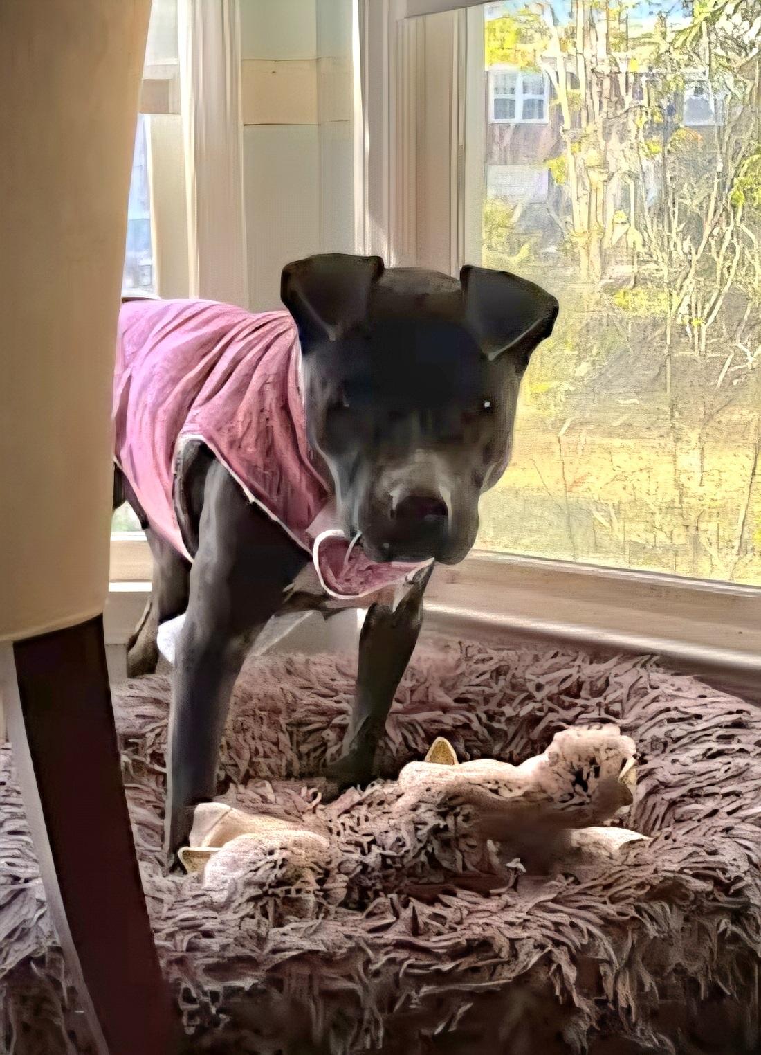 Maybelle, ADOPTABLE, Adult Female American Staffordshire Terrier.