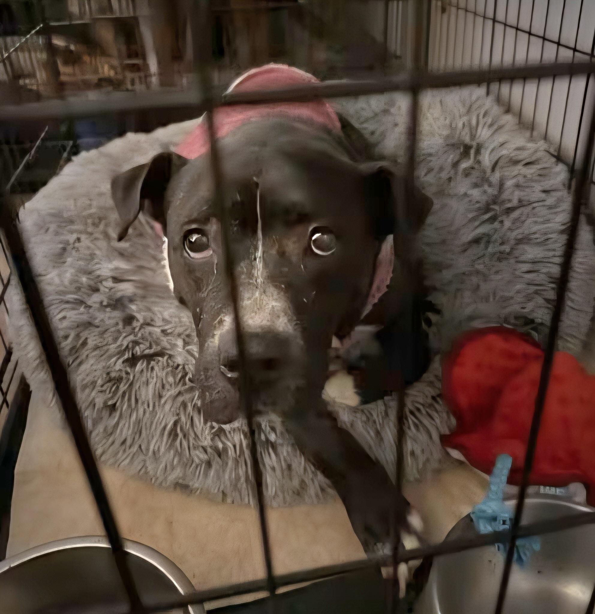 Enlarge Maybelle, a ADOPTABLE mixed breed in Pelzer, SC image 2/3