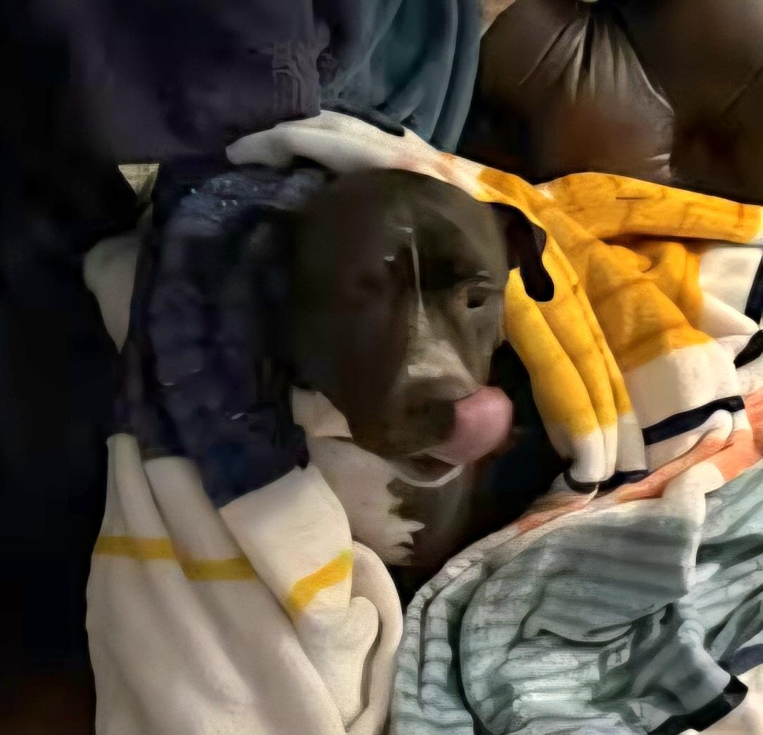 Enlarge Maybelle, a ADOPTABLE mixed breed in Pelzer, SC image 3/3