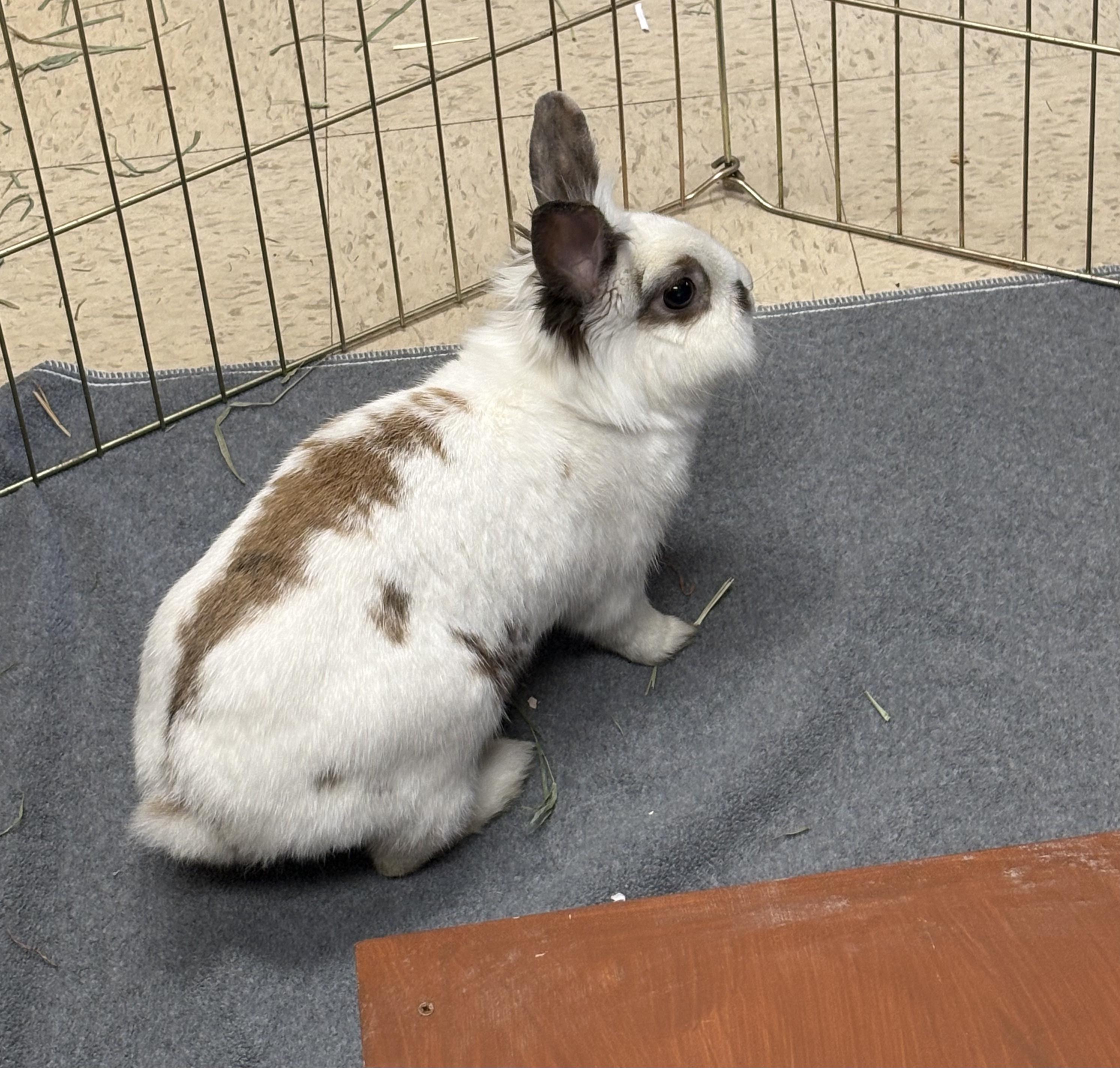 Coco, adopted, Adult Female Lionhead.