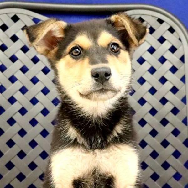 Marfa, Adoptable, Puppy Female German Shepherd Dog.