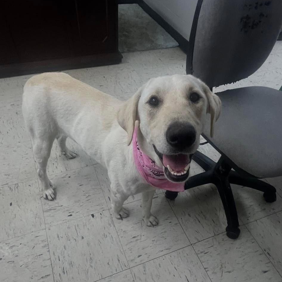 Sweetie, a ADOPTABLE mixed breed in Harrodsburg, KY image 2/2