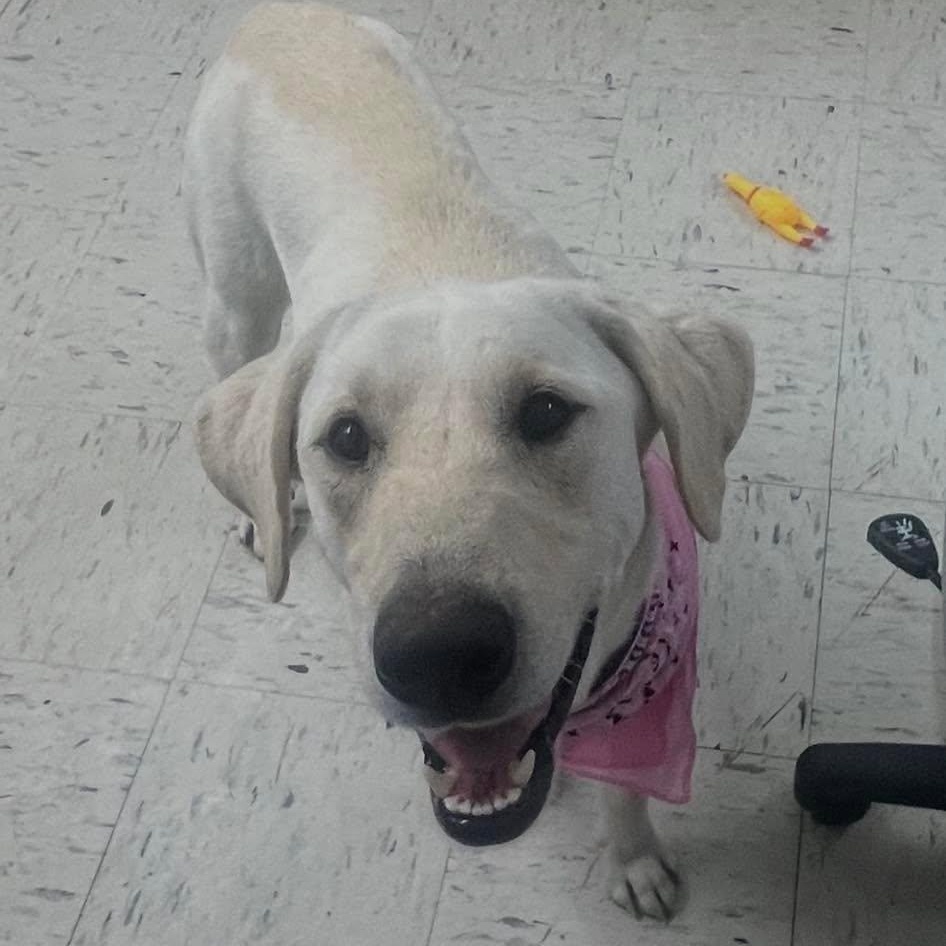 Sweetie, a ADOPTABLE mixed breed in Harrodsburg, KY image 1/2