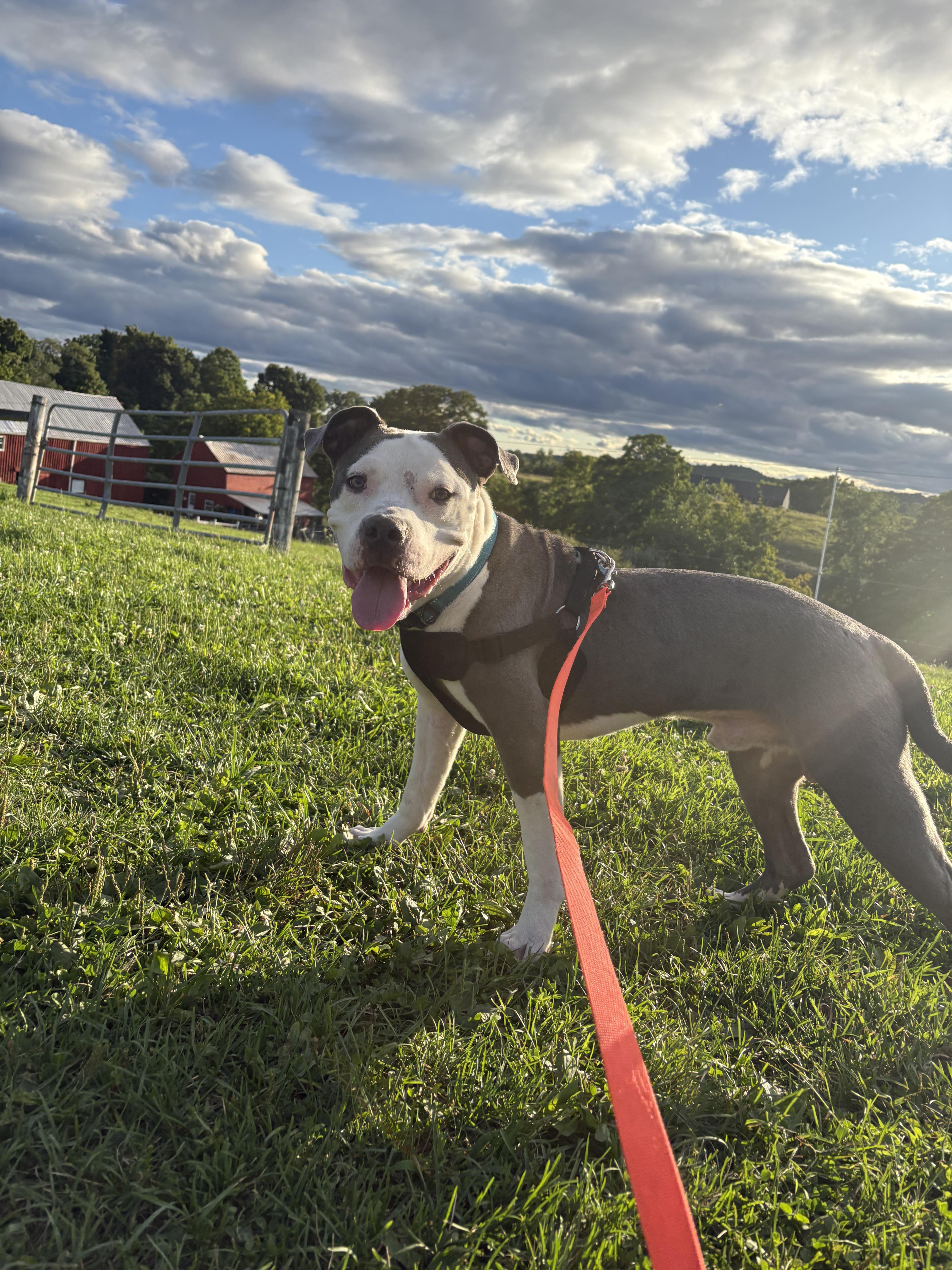 Enlarge Ruger, a Adoptable mixed breed in Granby, CT image 5/5